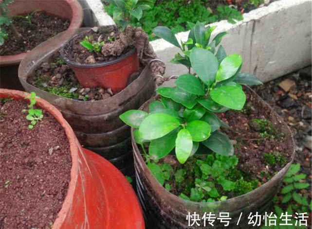 大叔用“小苗”做提根盆景，用1个塑料瓶“养根”，长根能挤爆瓶