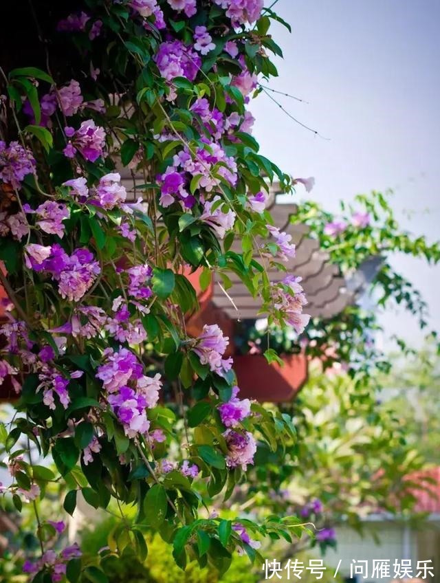 1种花1年能长4米高，花开1000朵，从来不生虫，花还能当蒜吃！