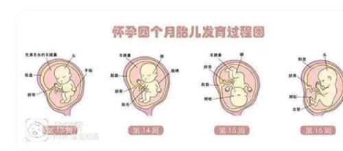 孕吐|胎儿那么大,孕妇的内脏都跑哪了?看完这张图网友表示:心疼女人