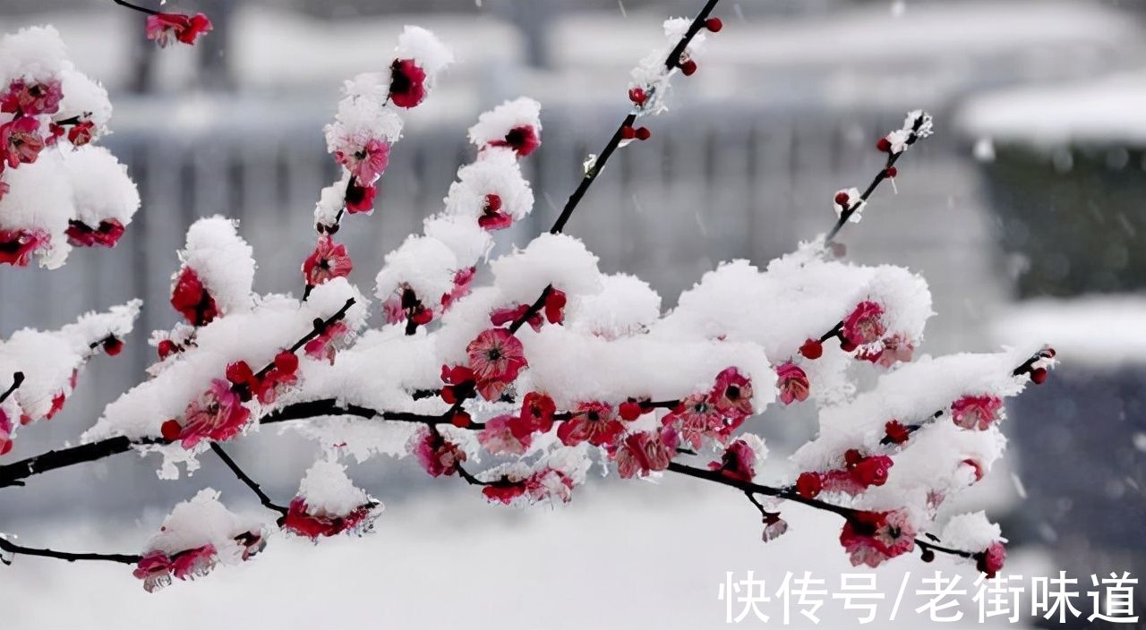 咏梅！遥知不是雪 为有暗香来 王安石的《咏梅》原来也抄自古人