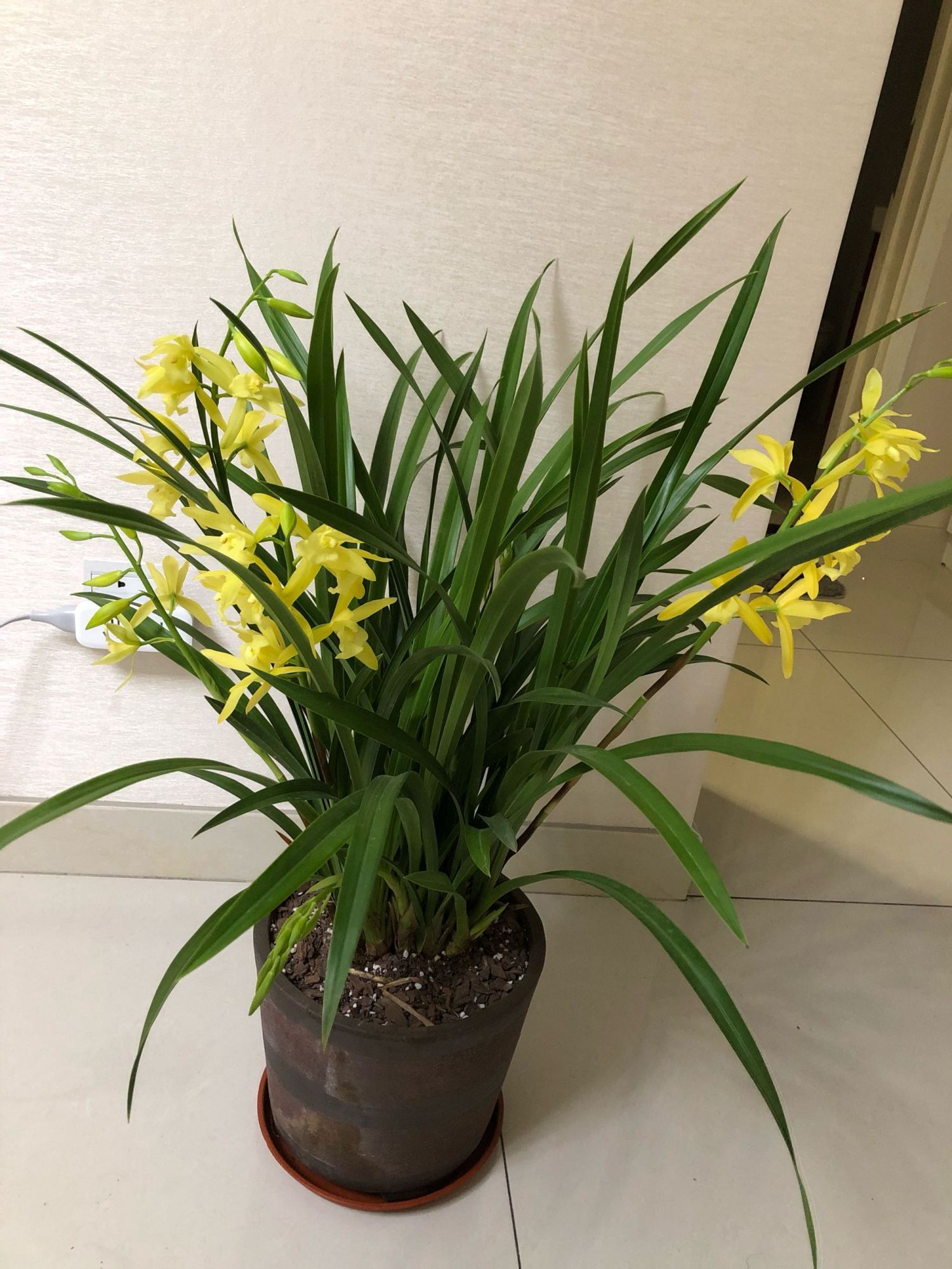 最适合新手养的兰花,好养易成活,开花勤快,香气四溢,还很便宜