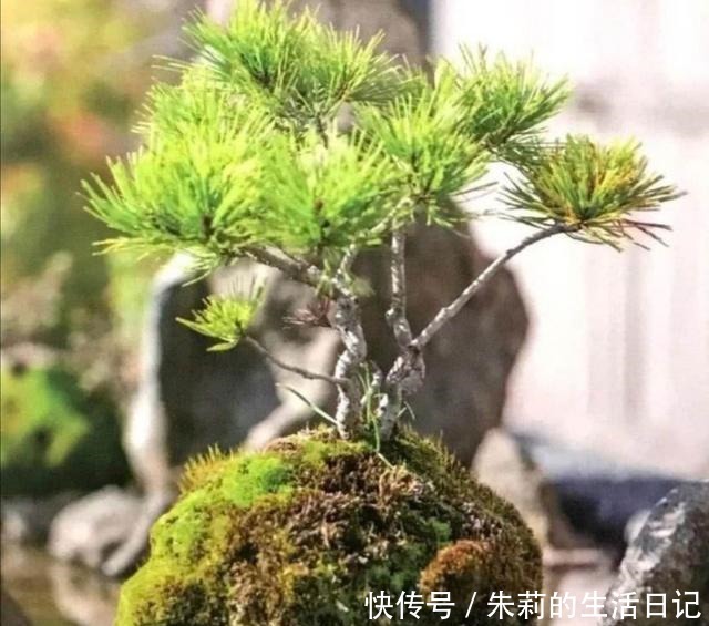 养盆景,怎样才能在盆面上长出青苔,增加观赏性!