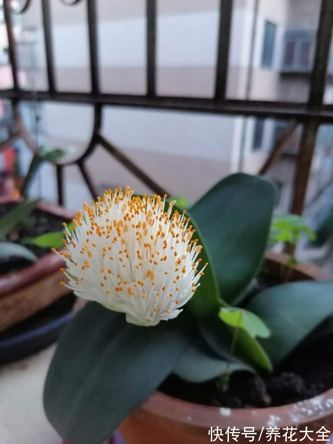 图鉴|100种常见花图鉴，图文并茂非常详细，收藏起来慢慢看