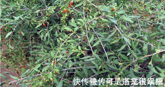 农村|这种野生植物农村孩子多见过,小时候的美味,对身体很有好处!