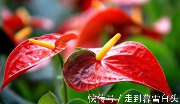 3种花好养又漂亮，花朵大花期长，喜庆又好养，满屋飘香！