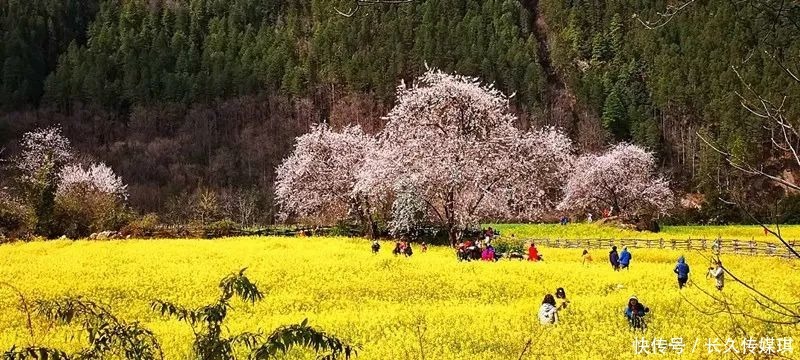 为什么看林芝桃花，一定要走川藏线？