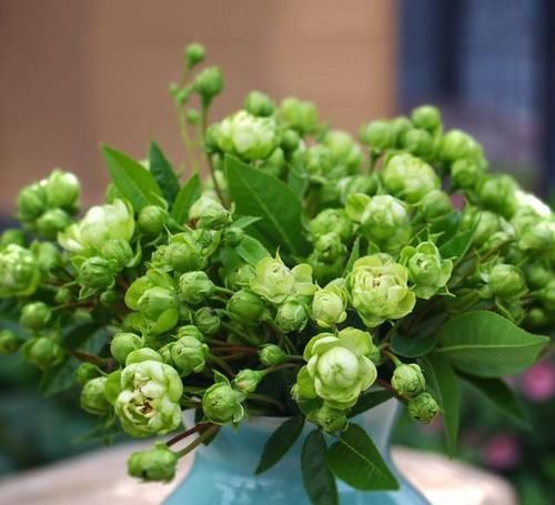  插土|最不像月季的月季，花色翠绿，花开爆盆，插土就能活，阳台党必备