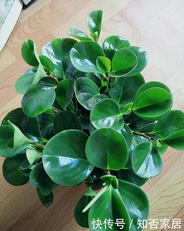 特别好养|养花技巧:折腾不死的25种花,咋养都爆盆,懒人最适合