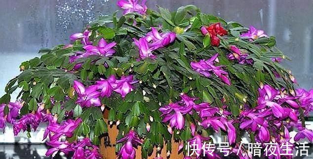 蟹爪兰|给蟹爪兰浇水，没抓住“关键点”，蟹爪兰养不好，浇了也“白浇”