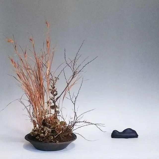 山野草，也高雅！