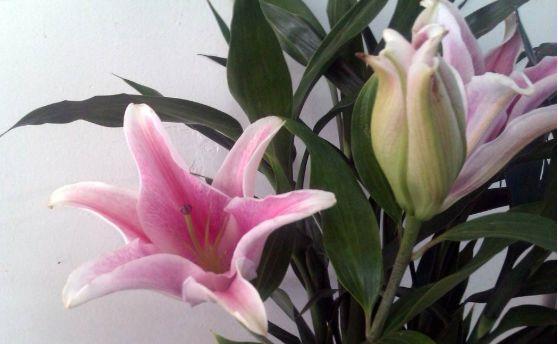 4种花养在家里,变成开花机器,四季繁花似锦,寓意也是超好的