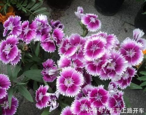 养花就养1盆它,种子撒盆里,1周发芽,开花多,从春开到秋!