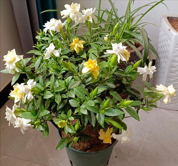 黄叶|5种“漂亮花”,夏天“使劲浇”,缺水就黄叶,不是勤快人,别养