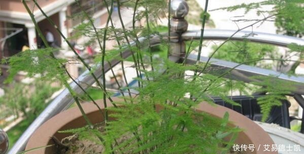 新芽|文竹就喜欢它的“汁液”,喝一口,新芽呼呼冒,稍不留神开满花