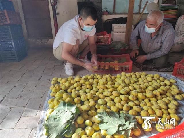 鲜食|电商助力阿图什外销49万余枚鲜食无花果