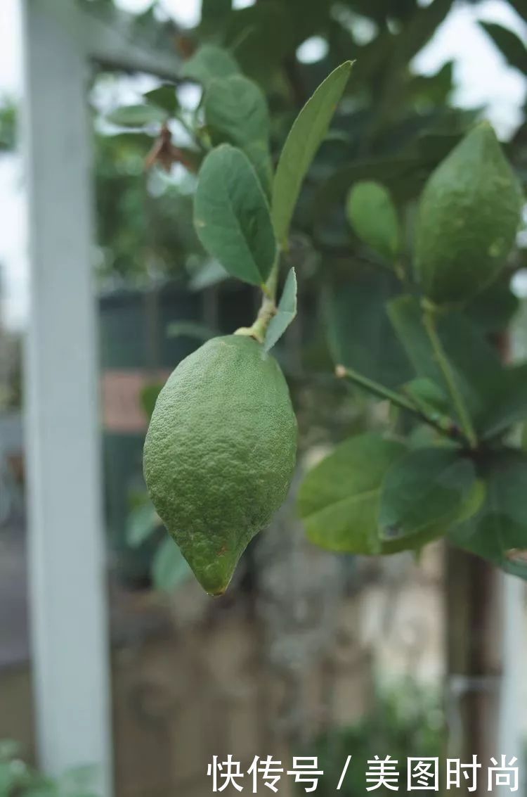 130㎡大露台,花1年改造成“花草蔬果园”,体验屋顶上的田园生活