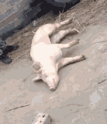 |搞笑GIF:趁还没娶回家,大哥赶紧退婚吧,为你好!