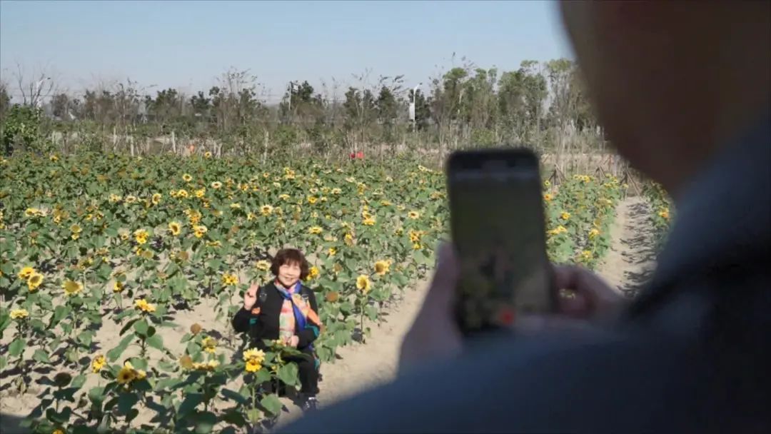 花海|藏在平湖这里的宝藏小道太惊艳了！还有秋菊花海、向日葵花田…