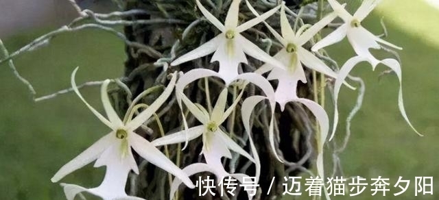 世界上最贵的花 幽灵兰花