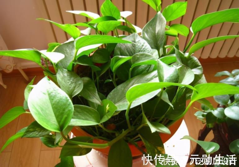 隐患|家里有这4种土,别单独拿来养花,隐患大,又生虫又烂根
