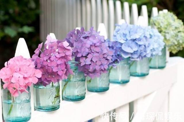 孕蕾期|绣球开花前的养护，做好孕蕾期的几个养护技巧，一颗能开十几朵