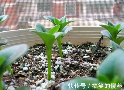 这九种花，随便扔土里，就能长成一片，开花不断