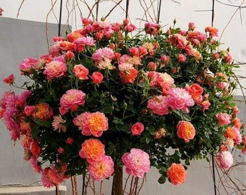 植株|4种微型月季,植株矮小花量大,专为阳台而生,值得拥有!