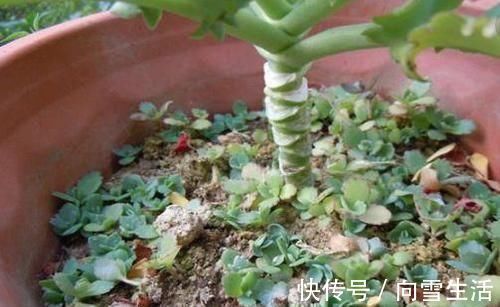 龙骨|这2种花,有水就疯长,拦都拦不住,新手也会养,是盆栽佳品
