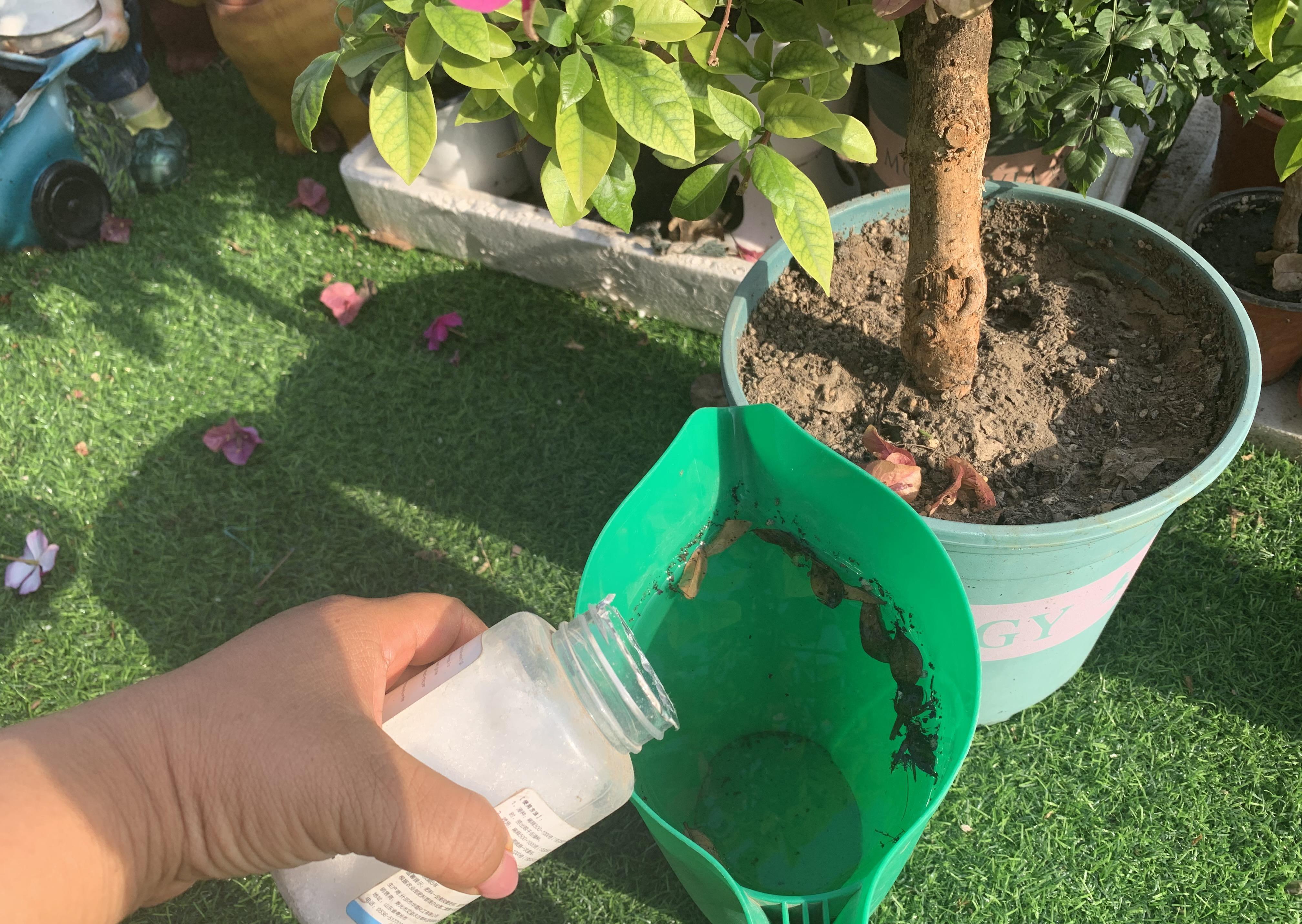 7种漂亮花,都是“醋罐子”,每月喝一碗,黄叶消失,花满枝头