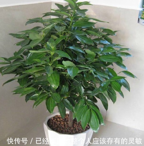 “大户人家”都在养的4种花，不仅四季常青，而且寓意非常好