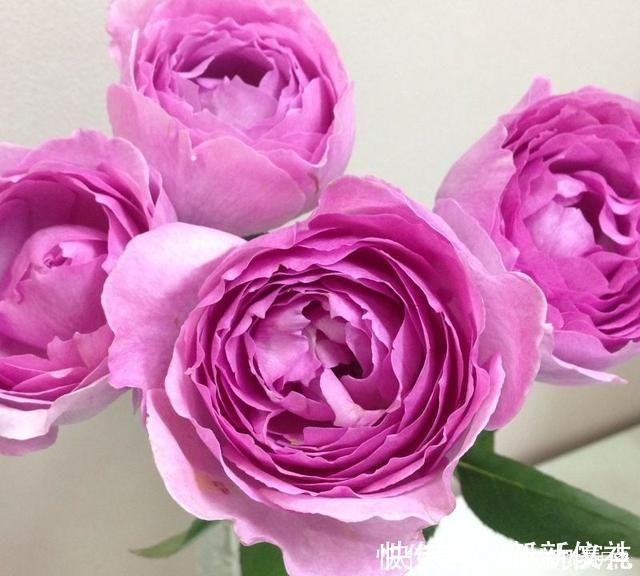 花型|25款勤花又好养的月季品种推荐。新手一定要来一颗，盆栽地栽都行