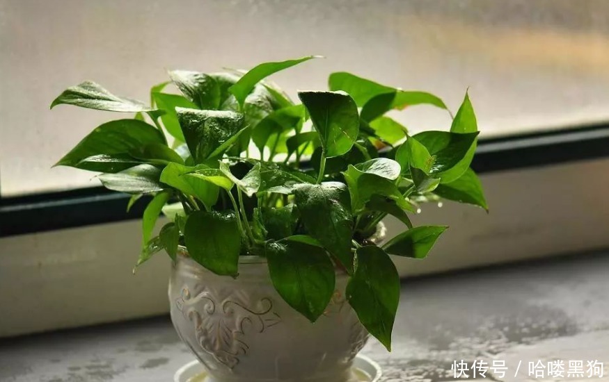 绿萝|家家养绿萝,腻味!不如养这3种,好活、颜值高、净化效果不错