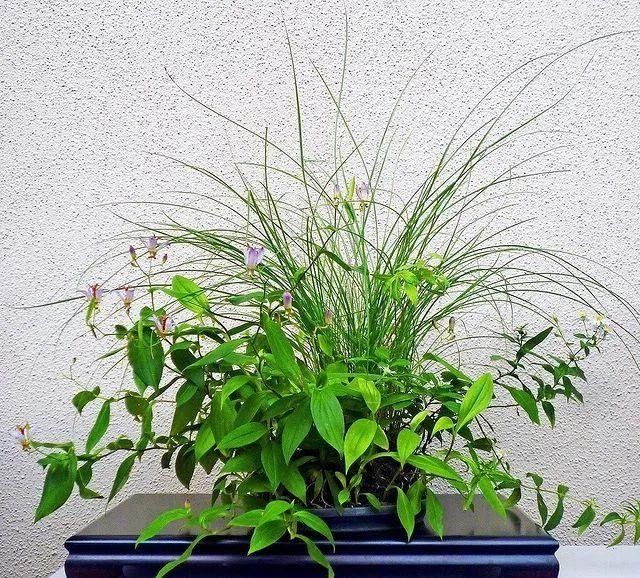 山野草，也高雅！