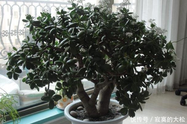 花草植物|冬季盆栽养花种草,多注意这3要素,离“封神”就不远了