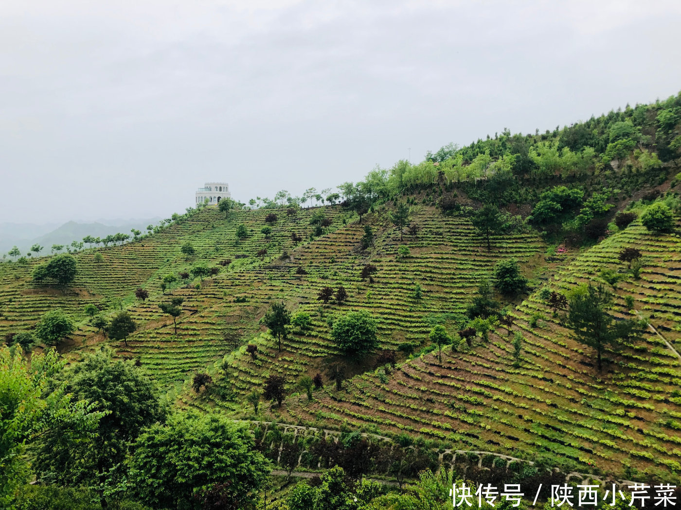 商南茶|遇见陕茶遇见你 探访北纬33度的奇迹