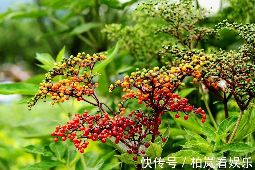 小儿麻痹后遗症|一分钱不花就可治疗颈椎病腰椎病的草药,血满草,接骨草