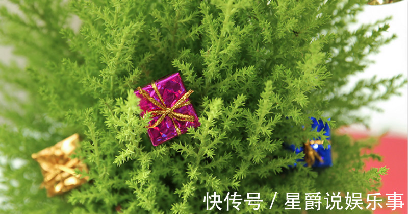 盆栽|圣诞将至,阳台挑个盆栽,摇身一变圣诞树