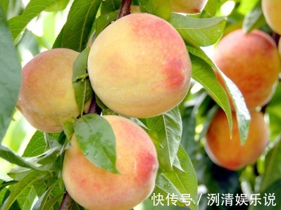 可湿性粉剂|桃子润肠通便、改善便秘,如何种出优质高产的桃子,重点掌握四点