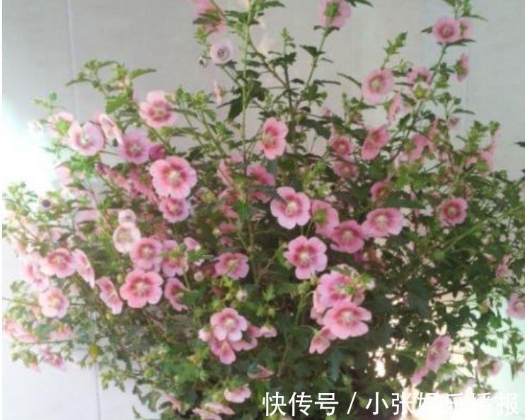 丽格海棠丽格海棠|4种花漂亮又好养,一年四季开花不断,你最喜欢哪一种