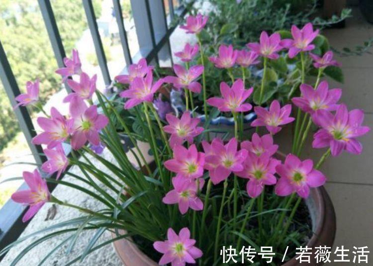 4种花好养又漂亮，花香四溢飘满屋，阳台变成小花园