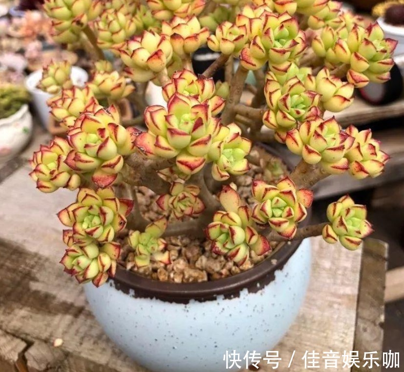 土壤|寻常多肉该怎么养护,才能快速蜕变成木桩?盆栽抓住3点