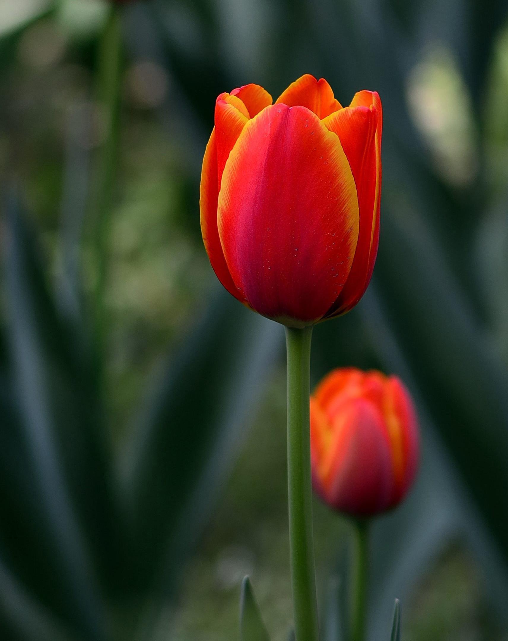 吊兰|农历8月2日开始,养花养个耐看的,花朵蹭蹭开爆盆,个个清新高雅