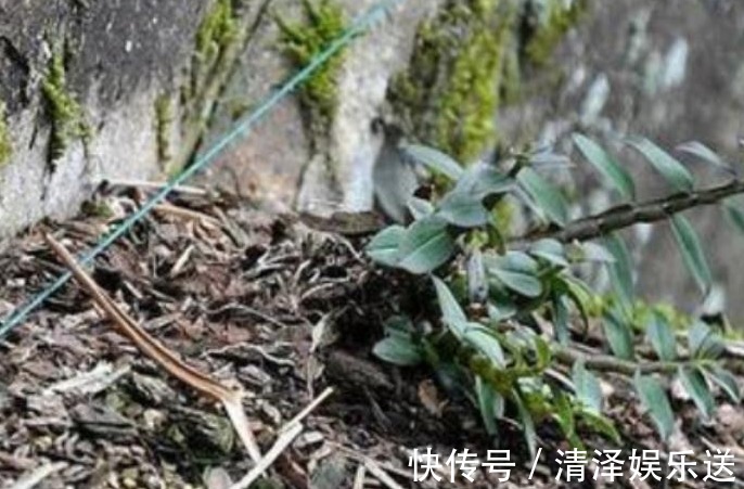 常生|农村大山里藏着的“稀罕”宝贝尤其最后一种,价值10万一斤!