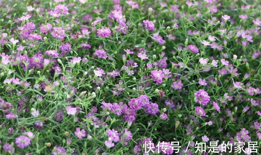 这些花儿,种着种着就变成瀑布了,很好种的哦