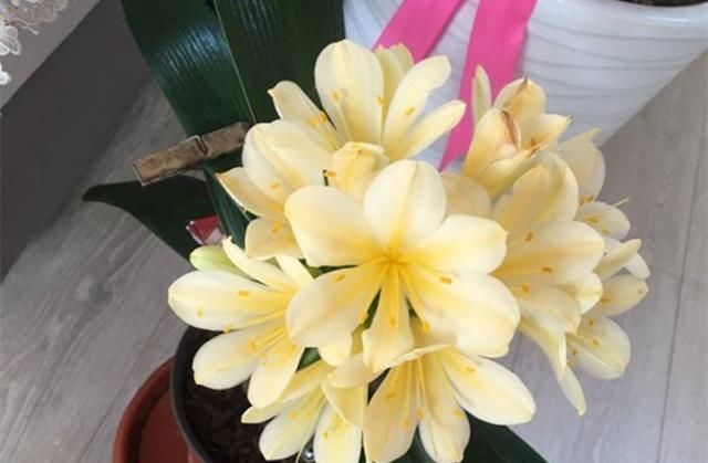 花友们|生活中给君子兰吃上“3种”东西，长得根旺叶绿，年年都开花