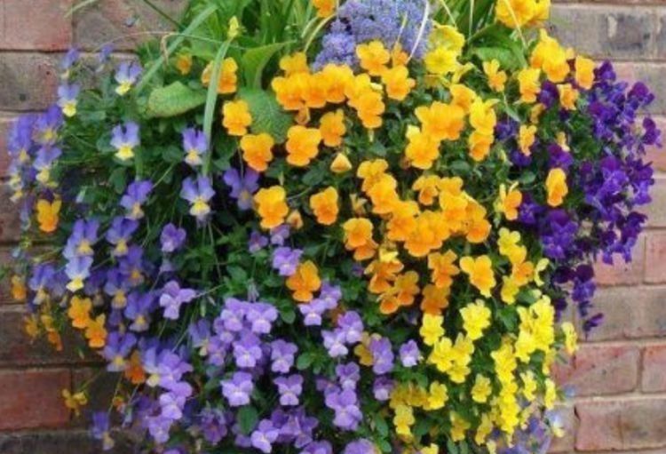 4种花漂亮又好养,比牡丹好看,一年都繁花似锦,看一眼就心醉