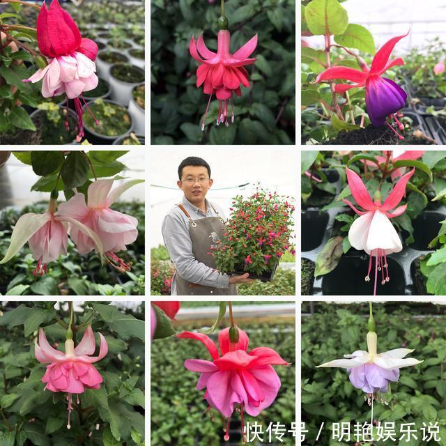 养护|4种花“高颜值”,花朵像“小仙女、红灯笼”,你家有几种?