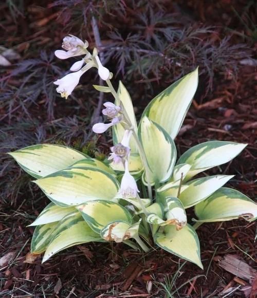 耐阴绿植哪家好?爱花党看过来,更有耐寒的种类