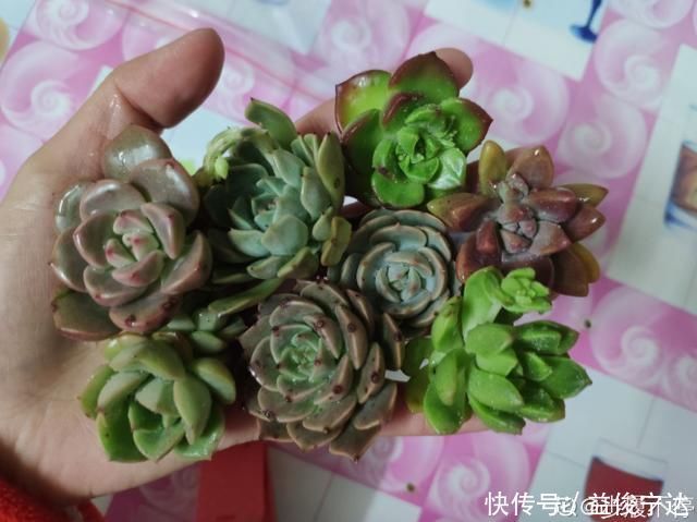 多肉丢水里好度夏,叶子疯狂吸水,几天就变胖了