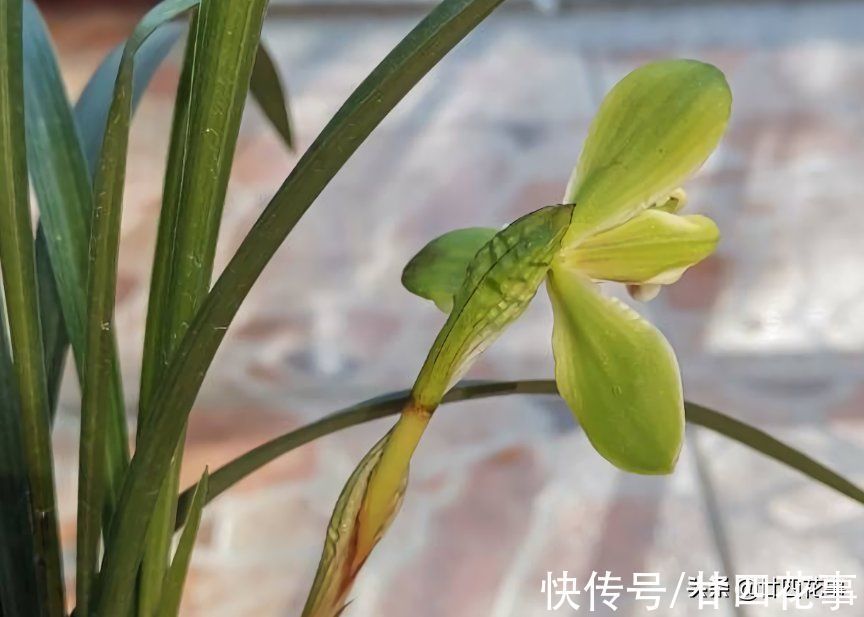 浇水|小雪过后养兰花,3件事需避免,不注意危害大难开花,一冬白养了